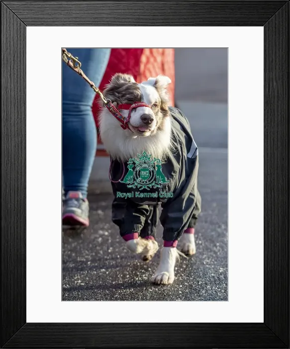 Framed Print : Crufts 2019 - Day Two, NEC, UK - 8 Mar 2019 Framed Print : Crufts 2019 - Day Two, NEC, UK - 8 Mar 2019