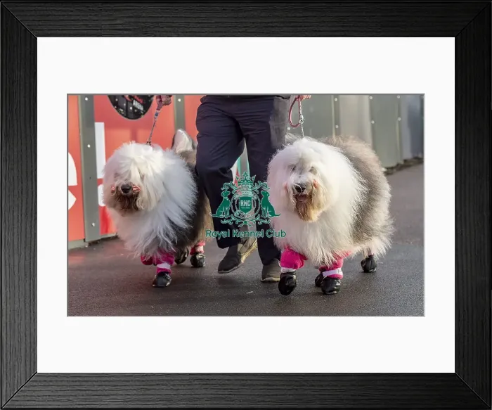 Framed Print : Crufts 2019 - Day Two, NEC, UK - 8 Mar 2019 Framed Print : Crufts 2019 - Day Two, NEC, UK - 8 Mar 2019