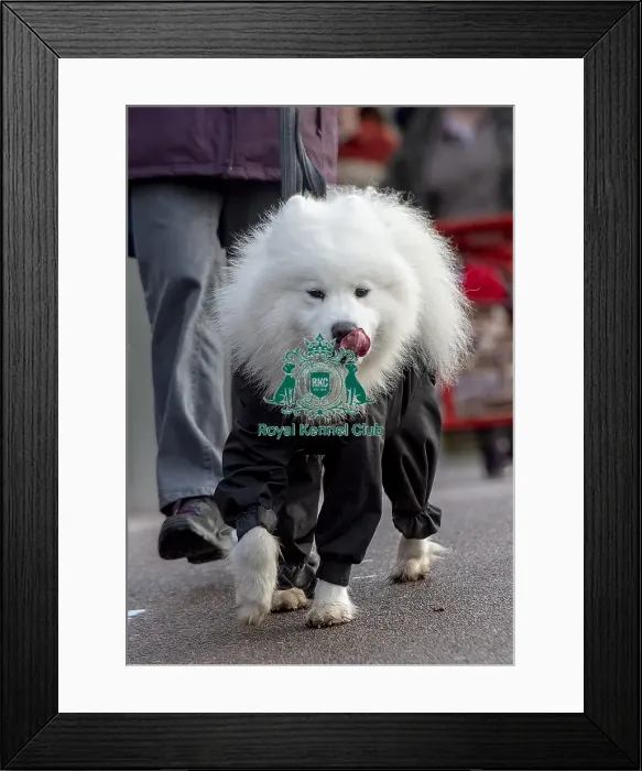 Framed Print : Crufts 2019 - Day Two, NEC, UK - 8 Mar 2019 Framed Print : Crufts 2019 - Day Two, NEC, UK - 8 Mar 2019