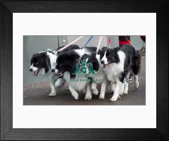 Framed Print : Crufts 2019 - Day Two, NEC, UK - 8 Mar 2019 Framed Print : Crufts 2019 - Day Two, NEC, UK - 8 Mar 2019