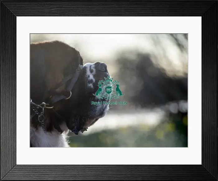 Framed Print : Crufts 2019 - Day Two, NEC, UK - 8 Mar 2019 Framed Print : Crufts 2019 - Day Two, NEC, UK - 8 Mar 2019