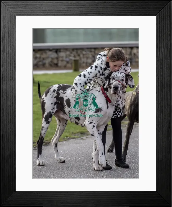 Framed Print : Crufts 2019 - Day Two, NEC, UK - 8 Mar 2019 Framed Print : Crufts 2019 - Day Two, NEC, UK - 8 Mar 2019