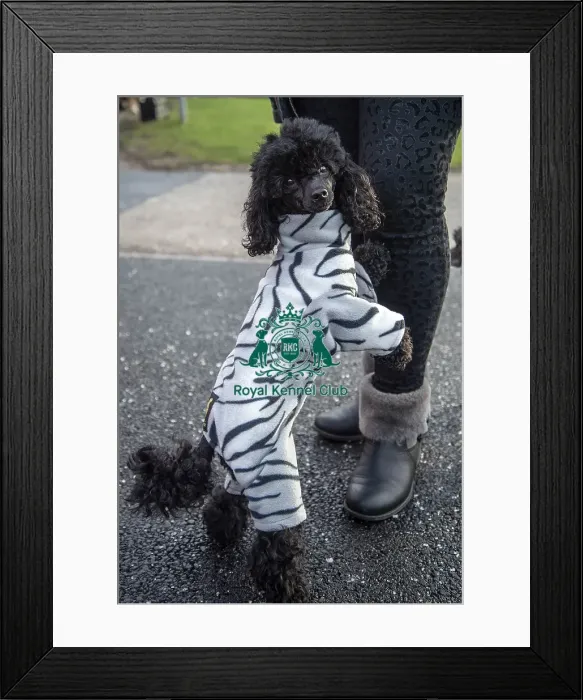 Framed Print : Crufts 2019 - Day Two, NEC, UK - 8 Mar 2019 Framed Print : Crufts 2019 - Day Two, NEC, UK - 8 Mar 2019