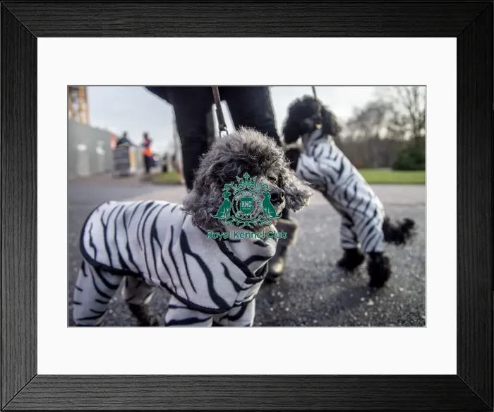 Framed Print : Crufts 2019 - Day Two, NEC, UK - 8 Mar 2019 Framed Print : Crufts 2019 - Day Two, NEC, UK - 8 Mar 2019