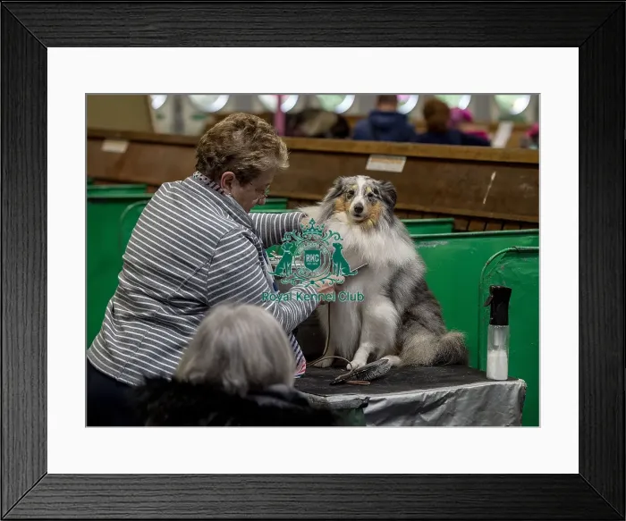 Framed Print : Crufts 2019 - Day Two, NEC, UK - 8 Mar 2019 Framed Print : Crufts 2019 - Day Two, NEC, UK - 8 Mar 2019