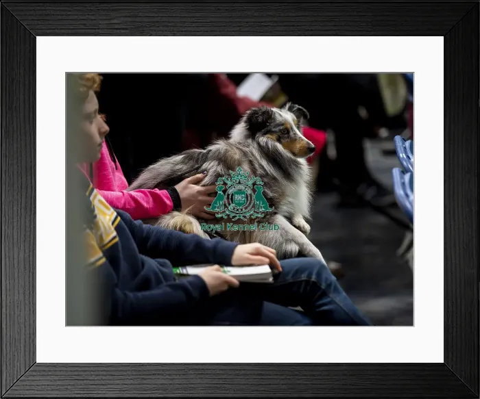 Framed Print : Crufts 2019 - Day Two, NEC, UK - 8 Mar 2019 Framed Print : Crufts 2019 - Day Two, NEC, UK - 8 Mar 2019