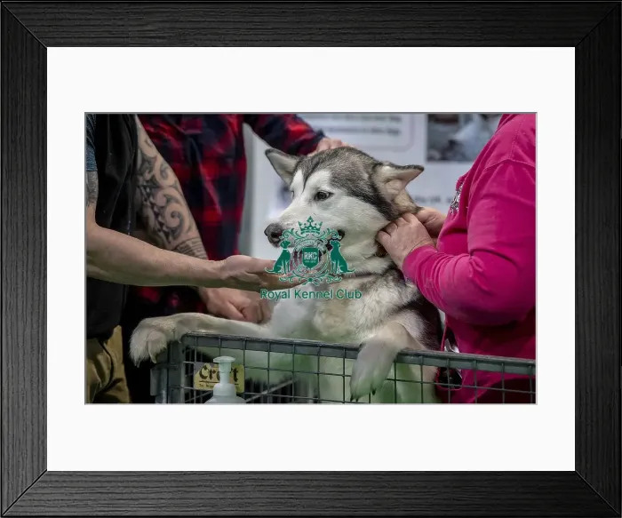 Framed Print : Crufts 2019 - Day Two, NEC, UK - 8 Mar 2019 Framed Print : Crufts 2019 - Day Two, NEC, UK - 8 Mar 2019
