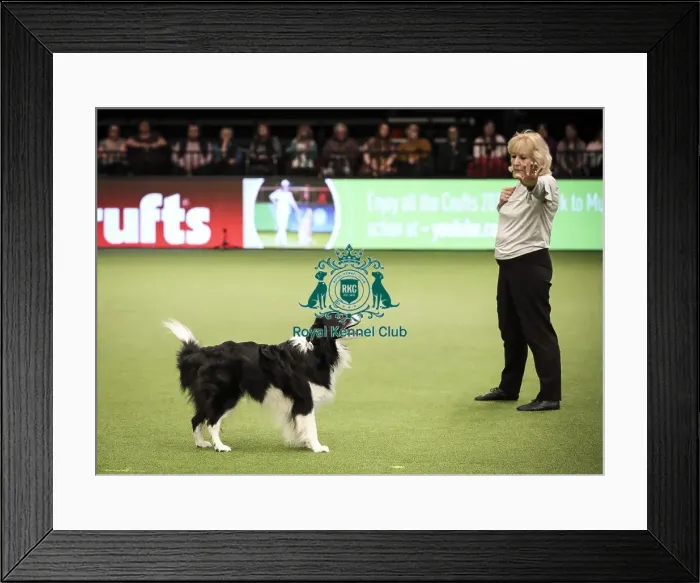Framed Print : Crufts 2019 - Day Two, NEC, UK - 8 Mar 2019 Framed Print : Crufts 2019 - Day Two, NEC, UK - 8 Mar 2019