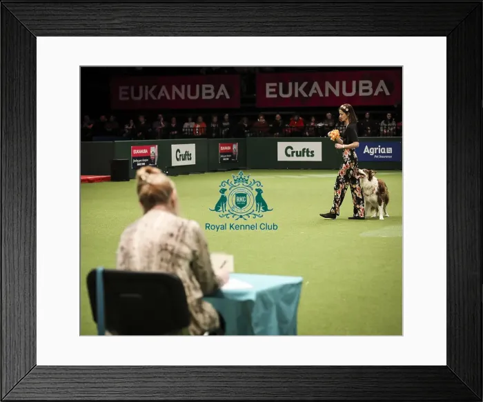 Framed Print : Crufts 2019 - Day Two, NEC, UK - 8 Mar 2019 Framed Print : Crufts 2019 - Day Two, NEC, UK - 8 Mar 2019