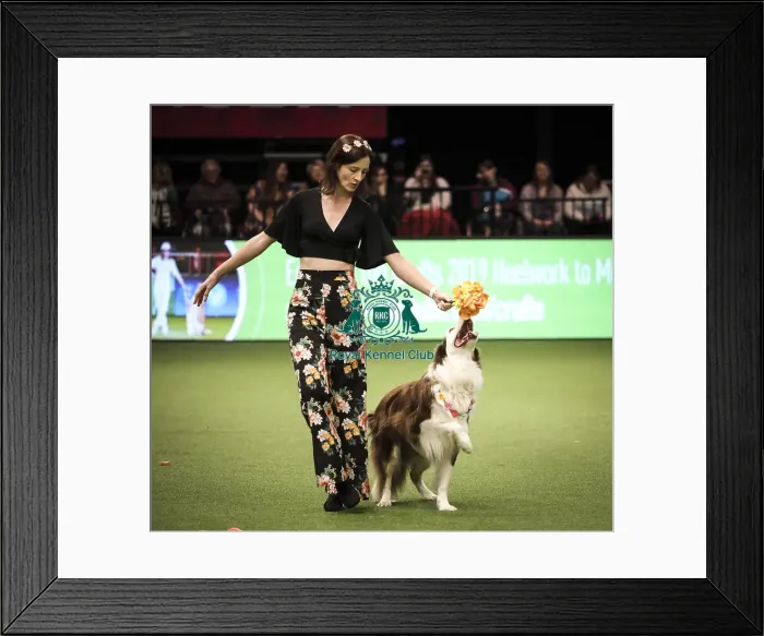 Framed Print : Crufts 2019 - Day Two, NEC, UK - 8 Mar 2019 Framed Print : Crufts 2019 - Day Two, NEC, UK - 8 Mar 2019