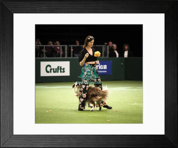 Framed Print : Crufts 2019 - Day Two, NEC, UK - 8 Mar 2019 Framed Print : Crufts 2019 - Day Two, NEC, UK - 8 Mar 2019