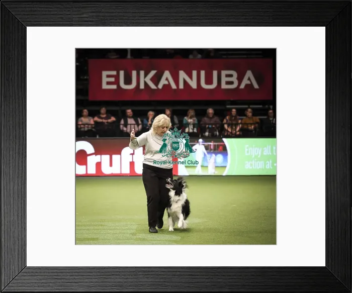 Framed Print : Crufts 2019 - Day Two, NEC, UK - 8 Mar 2019 Framed Print : Crufts 2019 - Day Two, NEC, UK - 8 Mar 2019