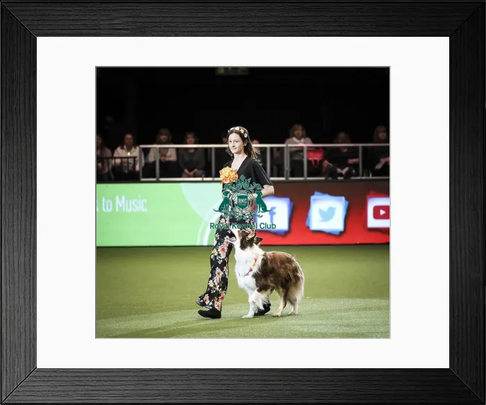 Framed Print : Crufts 2019 - Day Two, NEC, UK - 8 Mar 2019 Framed Print : Crufts 2019 - Day Two, NEC, UK - 8 Mar 2019
