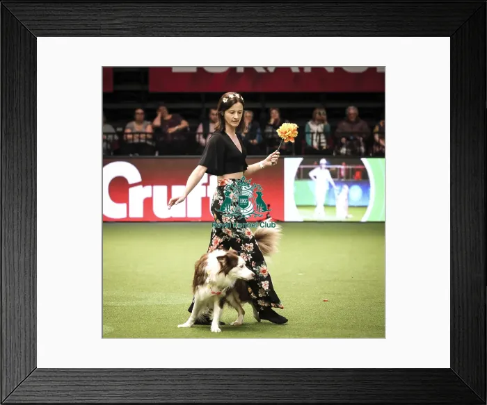 Framed Print : Crufts 2019 - Day Two, NEC, UK - 8 Mar 2019 Framed Print : Crufts 2019 - Day Two, NEC, UK - 8 Mar 2019