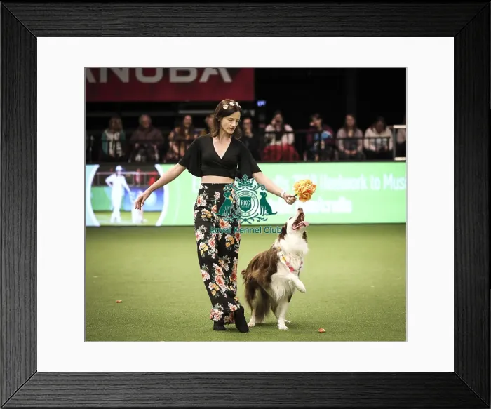 Framed Print : Crufts 2019 - Day Two, NEC, UK - 8 Mar 2019 Framed Print : Crufts 2019 - Day Two, NEC, UK - 8 Mar 2019
