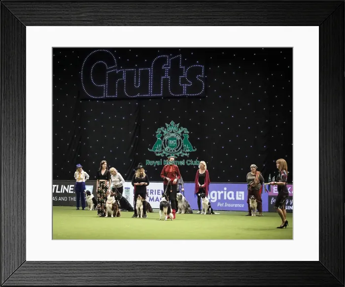 Framed Print : Crufts 2019 - Day Two, NEC, UK - 8 Mar 2019 Framed Print : Crufts 2019 - Day Two, NEC, UK - 8 Mar 2019