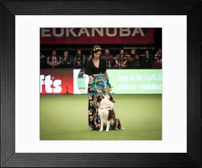 Framed Print : Crufts 2019 - Day Two, NEC, UK - 8 Mar 2019 Framed Print : Crufts 2019 - Day Two, NEC, UK - 8 Mar 2019