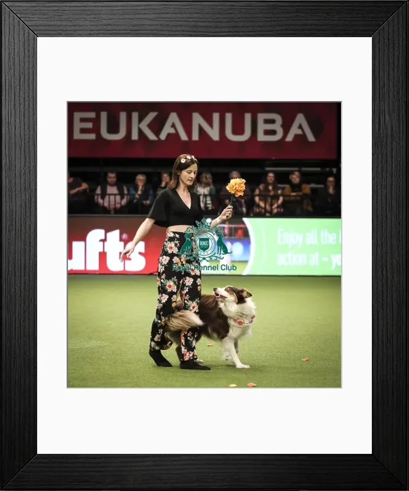 Framed Print : Crufts 2019 - Day Two, NEC, UK - 8 Mar 2019 Framed Print : Crufts 2019 - Day Two, NEC, UK - 8 Mar 2019