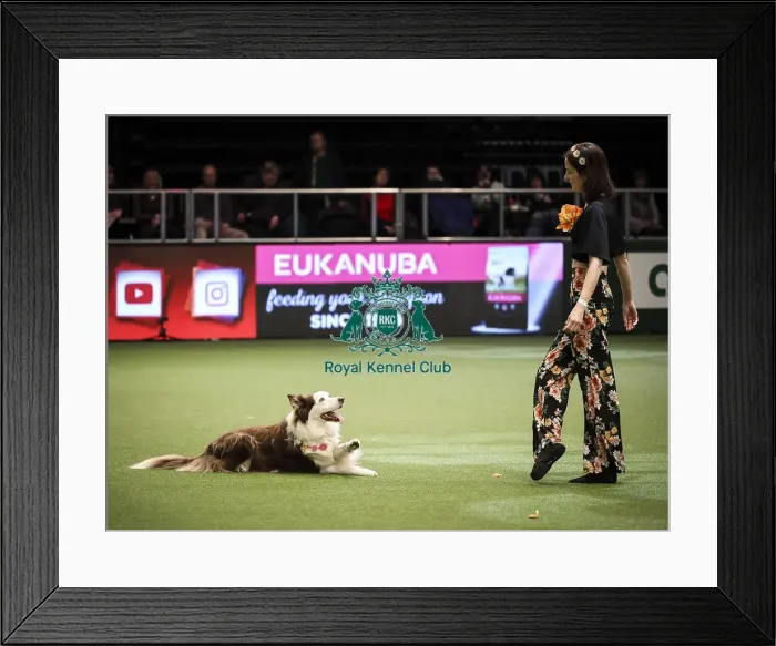 Framed Print : Crufts 2019 - Day Two, NEC, UK - 8 Mar 2019 Framed Print : Crufts 2019 - Day Two, NEC, UK - 8 Mar 2019