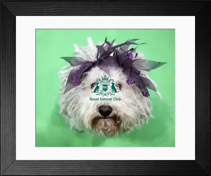 Framed Print : Crufts 2019 - Day Two, NEC, UK - 8 Mar 2019 Framed Print : Crufts 2019 - Day Two, NEC, UK - 8 Mar 2019
