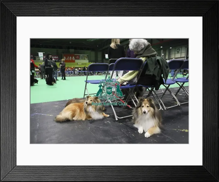 Framed Print : Crufts 2019 - Day Two, NEC, UK - 8 Mar 2019 Framed Print : Crufts 2019 - Day Two, NEC, UK - 8 Mar 2019