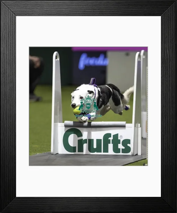 Framed Print : Crufts 2019 - Day Two, NEC, UK - 8 Mar 2019 Framed Print : Crufts 2019 - Day Two, NEC, UK - 8 Mar 2019