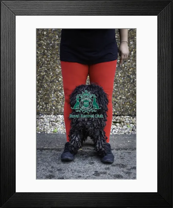 Framed Print : Crufts 2019 - Day Two, NEC, UK - 8 Mar 2019 Framed Print : Crufts 2019 - Day Two, NEC, UK - 8 Mar 2019