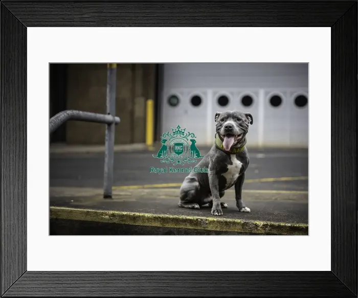 Framed Print : Crufts 2019 - Day Two, NEC, UK - 8 Mar 2019