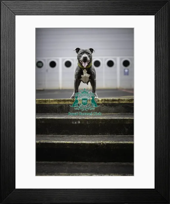 Framed Print : Crufts 2019 - Day Two, NEC, UK - 8 Mar 2019