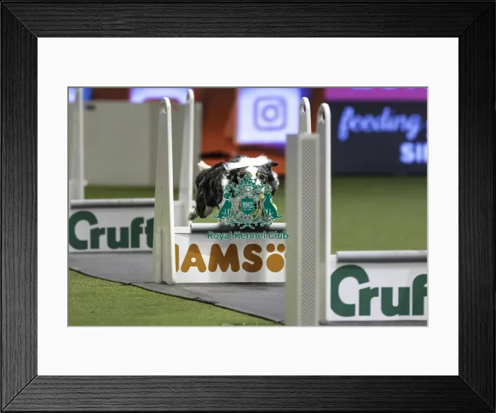 Framed Print : Crufts 2019 - Day Two, NEC, UK - 8 Mar 2019