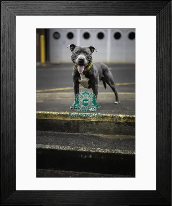 Framed Print : Crufts 2019 - Day Two, NEC, UK - 8 Mar 2019