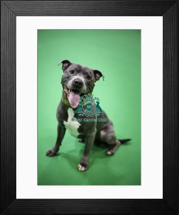 Framed Print : Crufts 2019 - Day Two, NEC, UK - 8 Mar 2019 Framed Print : Crufts 2019 - Day Two, NEC, UK - 8 Mar 2019