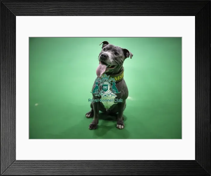 Framed Print : Crufts 2019 - Day Two, NEC, UK - 8 Mar 2019 Framed Print : Crufts 2019 - Day Two, NEC, UK - 8 Mar 2019