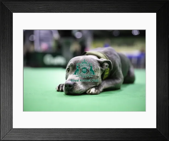Framed Print : Crufts 2019 - Day Two, NEC, UK - 8 Mar 2019