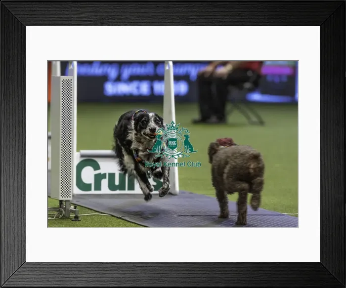 Framed Print : Crufts 2019 - Day Two, NEC, UK - 8 Mar 2019 Framed Print : Crufts 2019 - Day Two, NEC, UK - 8 Mar 2019