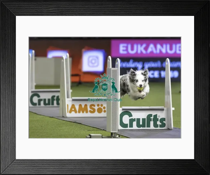 Framed Print : Crufts 2019 - Day Two, NEC, UK - 8 Mar 2019 Framed Print : Crufts 2019 - Day Two, NEC, UK - 8 Mar 2019