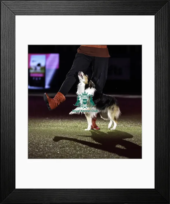 Framed Print : Crufts 2019 - Day Two, NEC, UK - 8 Mar 2019 Framed Print : Crufts 2019 - Day Two, NEC, UK - 8 Mar 2019