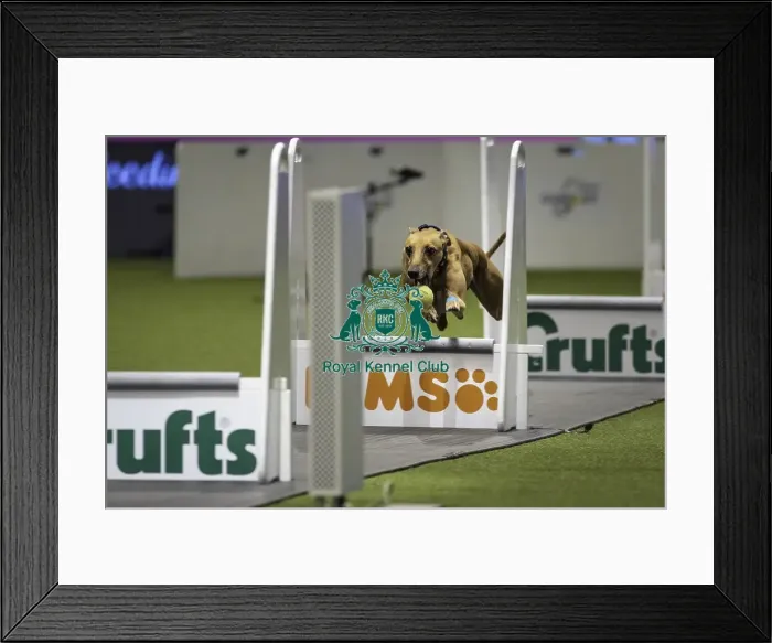 Framed Print : Crufts 2019 - Day Two, NEC, UK - 8 Mar 2019 Framed Print : Crufts 2019 - Day Two, NEC, UK - 8 Mar 2019
