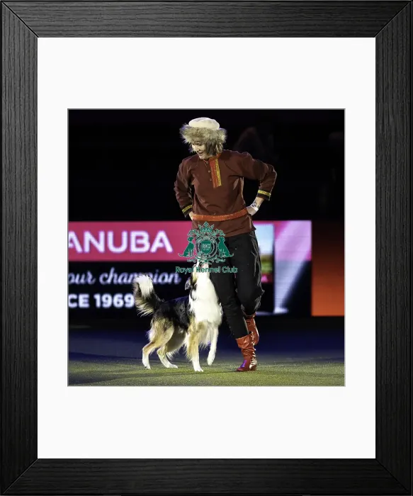Framed Print : Crufts 2019 - Day Two, NEC, UK - 8 Mar 2019 Framed Print : Crufts 2019 - Day Two, NEC, UK - 8 Mar 2019