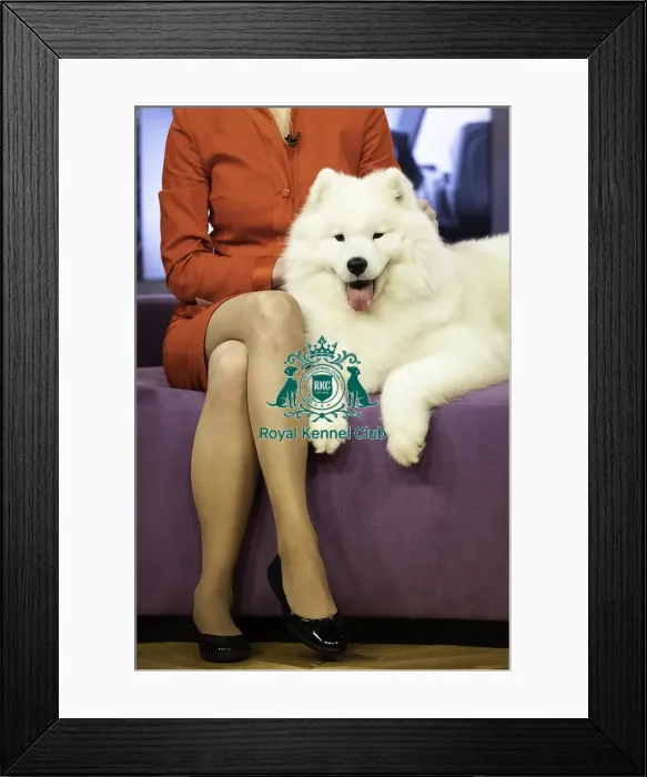 Framed Print : Crufts 2019 - Day Two, NEC, UK - 8 Mar 2019 Framed Print : Crufts 2019 - Day Two, NEC, UK - 8 Mar 2019