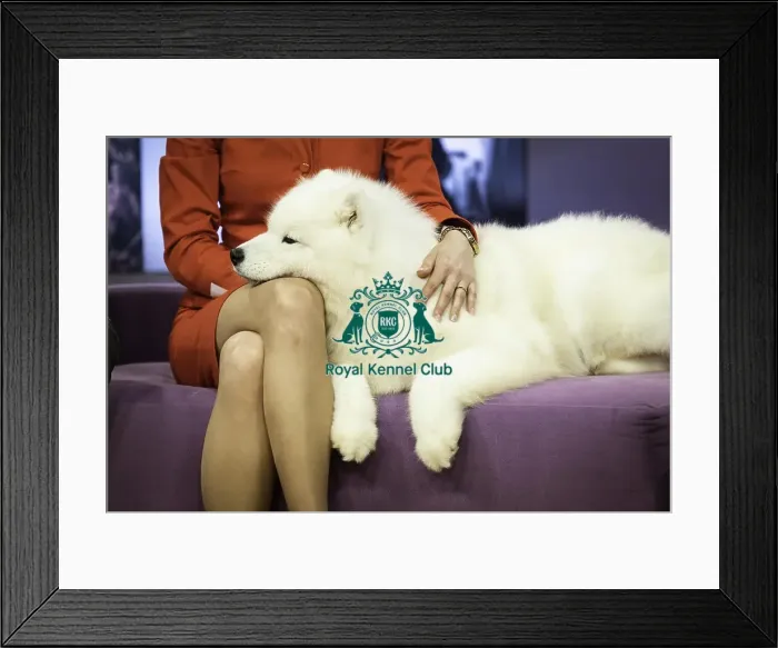 Framed Print : Crufts 2019 - Day Two, NEC, UK - 8 Mar 2019
