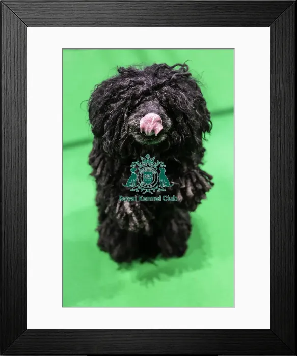 Framed Print : Crufts 2019 - Day Two, NEC, UK - 8 Mar 2019 Framed Print : Crufts 2019 - Day Two, NEC, UK - 8 Mar 2019