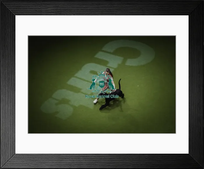 Framed Print : Crufts 2019 - Day Two, NEC, UK - 8 Mar 2019 Framed Print : Crufts 2019 - Day Two, NEC, UK - 8 Mar 2019