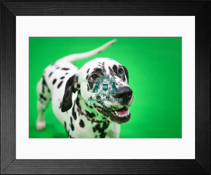 Framed Print : Crufts 2019 - Day Three, NEC, UK - 9 Mar 2019 Framed Print : Crufts 2019 - Day Three, NEC, UK - 9 Mar 2019