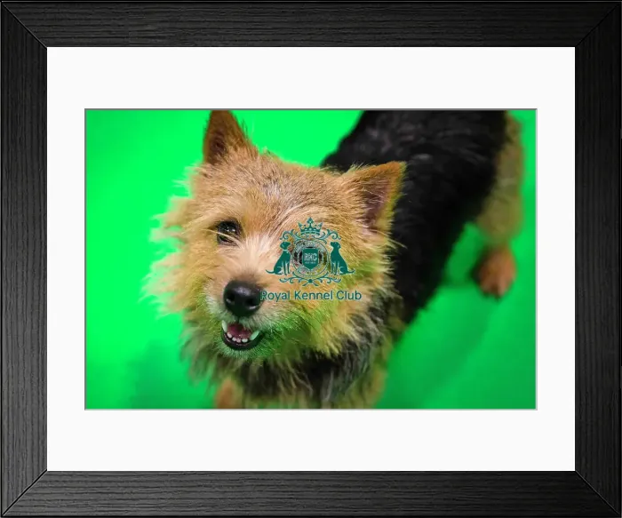 Framed Print : Crufts 2019 - Day Three, NEC, UK - 9 Mar 2019