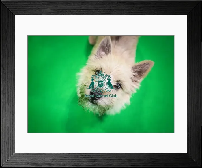 Framed Print : Crufts 2019 - Day Three, NEC, UK - 9 Mar 2019 Framed Print : Crufts 2019 - Day Three, NEC, UK - 9 Mar 2019