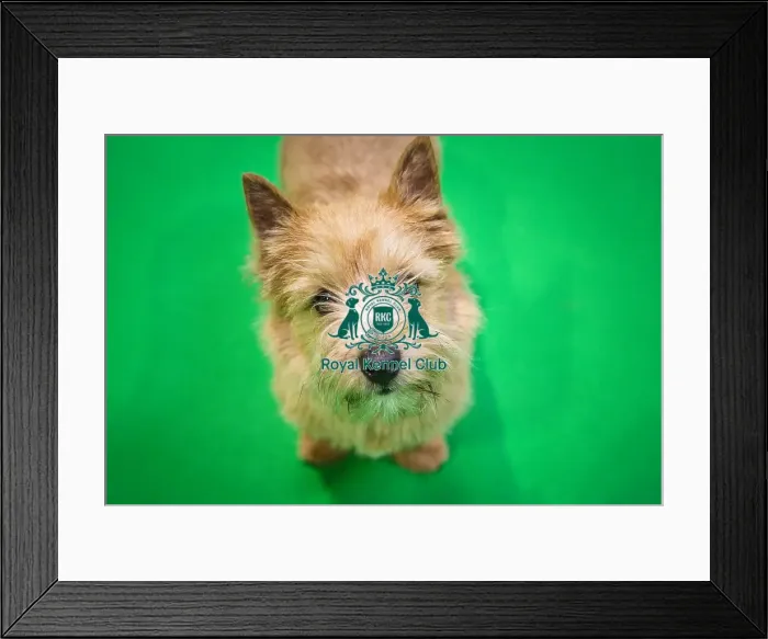 Framed Print : Crufts 2019 - Day Three, NEC, UK - 9 Mar 2019 Framed Print : Crufts 2019 - Day Three, NEC, UK - 9 Mar 2019