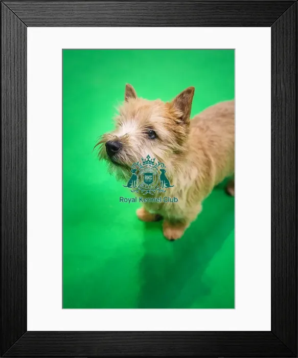 Framed Print : Crufts 2019 - Day Three, NEC, UK - 9 Mar 2019 Framed Print : Crufts 2019 - Day Three, NEC, UK - 9 Mar 2019