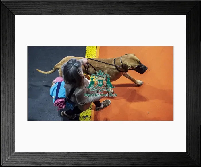 Framed Print : Crufts 2019 - Day Two, NEC, UK - 8 Mar 2019