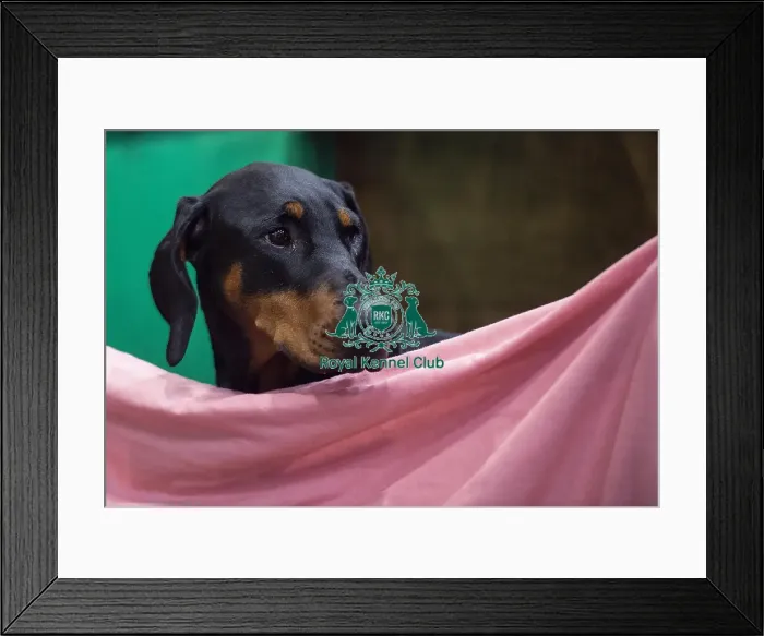 Framed Print : Crufts 2019 - Day Two, NEC, UK - 8 Mar 2019